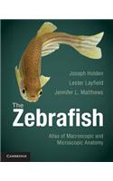 The Zebrafish