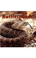 Rattlesnakes
