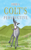 From a Colt's Perspective