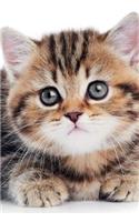 British Shorthair Kitten Spring Notebook & Journal. Productivity Work Planner & Idea Notepad: Brainstorm Thoughts, Self Discovery, To Do List