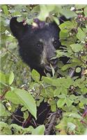 Black Bear Cub in a Tree Journal: 150 Page Lined Notebook/Diary
