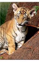 Adorable Tiger Cub Journal: 150 page lined notebook/diary
