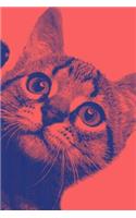 Notebook: Domestic Shorthair Alley Cat (Red)