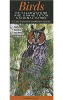 Birds of Yellowstone & Grand Teton National Parks