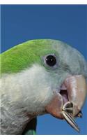 Monk Parakeet Notebook