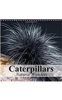 Caterpillars Natural Wonders 2017