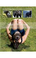 Animal Workouts