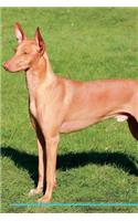 Pharaoh Hound Affirmations Workbook Pharaoh Hound Presents: Positive and Loving Affirmations Workbook. Includes: Mentoring Questions, Guidance, Supporting You.