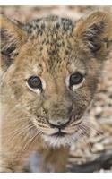 Say Hello to the Lion Cub Journal: 150 page lined notebook/diary