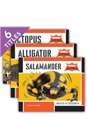 Animal Superpowers (Set)