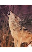 Snow Wolf Composition Notebook, Blank Sketch Paper