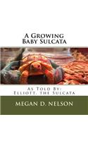Growing Baby Sulcata