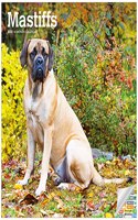 Mastiffs 2022 Square