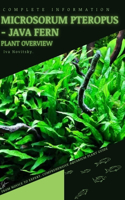 Microsorum Pteropus - Java Fern: From Novice to Expert. Comprehensive Aquarium Plants Guide