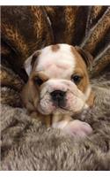 Such a Face! Baby English Bulldog Puppy Pet Journal