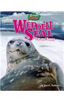 Weddell Seal
