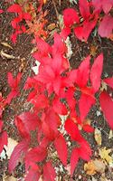 2020 Weekly Planner Autumn Foliage Fall Colors 134 Pages: 2020 Planners Calendars Organizers Datebooks Appointment Books Agendas