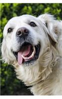 Golden Retriever Notebook: 150 lined pages, softcover, 6 x 9