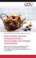 Crecimiento de pino mesoamericano micorrízado con hongos comestibles