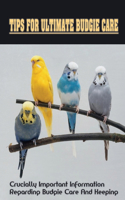 Tips For Ultimate Budgie Care