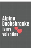 Alpine Dachsbracke is my valentine