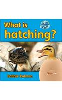 What Is Hatching?
