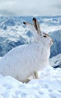 A White Mountain Hare in Winter Journal: 150 Page Lined Notebook/Diary