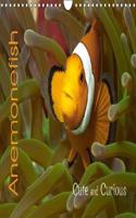 Anemonefish 2018