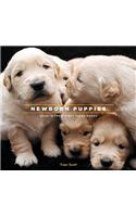Newborn Puppies