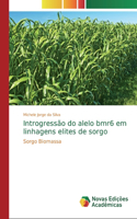 Introgressão do alelo bmr6 em linhagens elites de sorgo