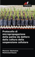 Protocollo di micropropagazione della palma da dattero dalla coltura della sospensione cellulare