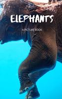 Elephant Picture Book