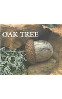 Oak Tree