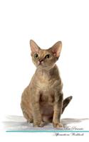 Devon Rex Affirmations Workbook Devon Rex Presents: Positive and Loving Affirmations Workbook. Includes: Mentoring Questions, Guidance, Supporting You.