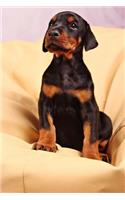 Doberman Puppy Dog Journal: 150 page lined notebook/diary