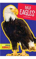 Bald Eagles: (North American Animals)