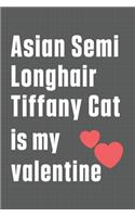 Asian Semi Longhair Tiffany Cat is my valentine