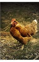 Chickens (Journal / Notebook)