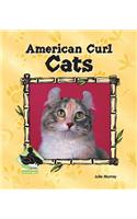 American Curl Cats