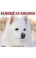 American Eskimo Dogs 2018 Calendar