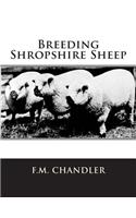 Breeding Shropshire Sheep