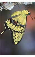 Yellow Papilio Machaon Swallowtail Butterfly Journal