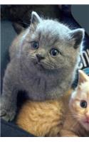 British Shorthair Kitten Journal