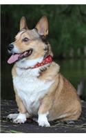 Corgi Dot Grid Journal: Blank Dotted Grid Corgi Dog Journal: Lovely Corgi
