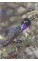 Hummingbird Journal: A 120 Page 6x9 Blank Lined Notebook / Journal Gift for Hummingbird Lovers, Bird Watchers and More(7 Hummingbirds Vol)