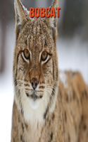 Bobcat