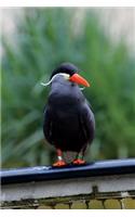 Inca Tern Journal