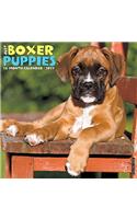 Just Boxer Puppies 2017 Wall Calendar