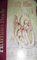 Heart, the Living Pump (Human Body Series)