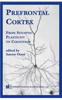 Prefrontal Cortex